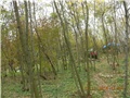 arčilend